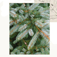 Load image into Gallery viewer, FRASIER FIR ALL PURPOSE CLEANER SPRAY - 16oz.
